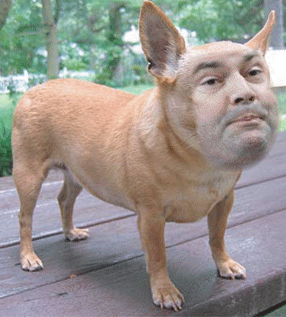 Jason Kenney-barking mad